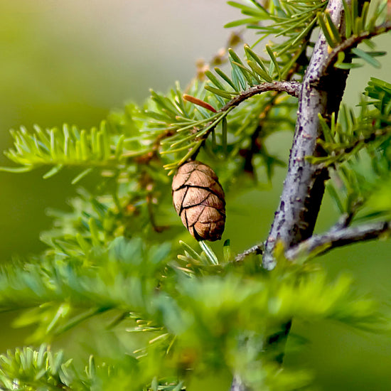 Small pine cone hanging off branch 