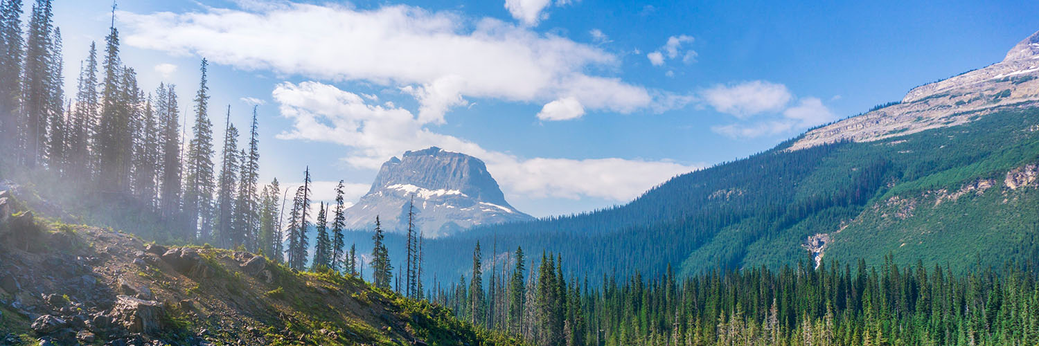 Mountainous region with forests of pine trees