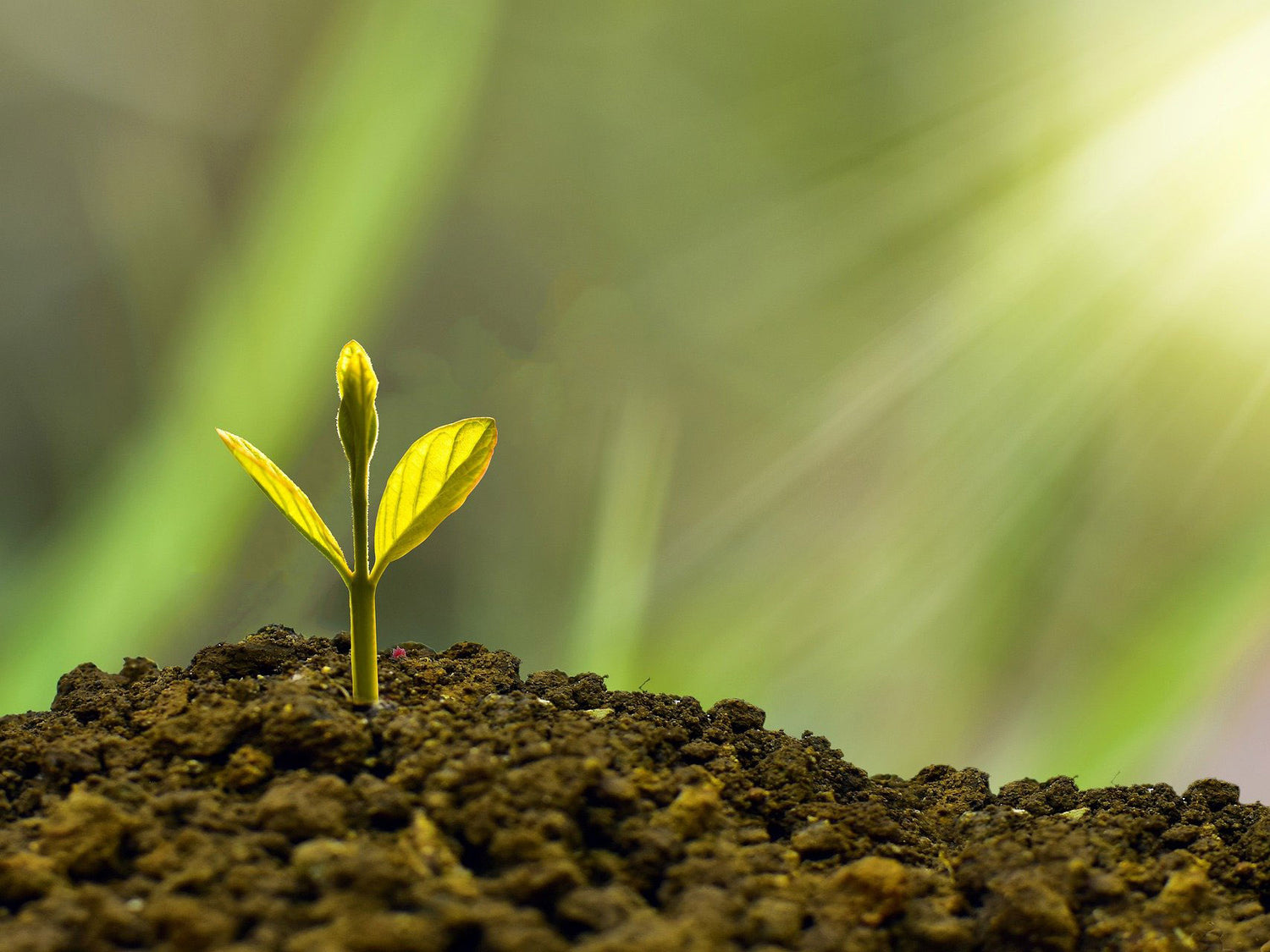 Tree seedling in brown soil catching its first rays of sun