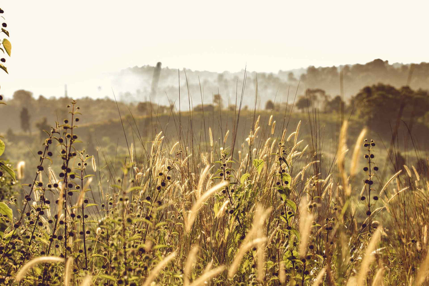 Hay, grass and plants captured in the golden hour in a hilly landscape