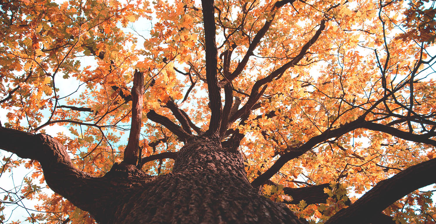 oak tree with orange leaves in autumn