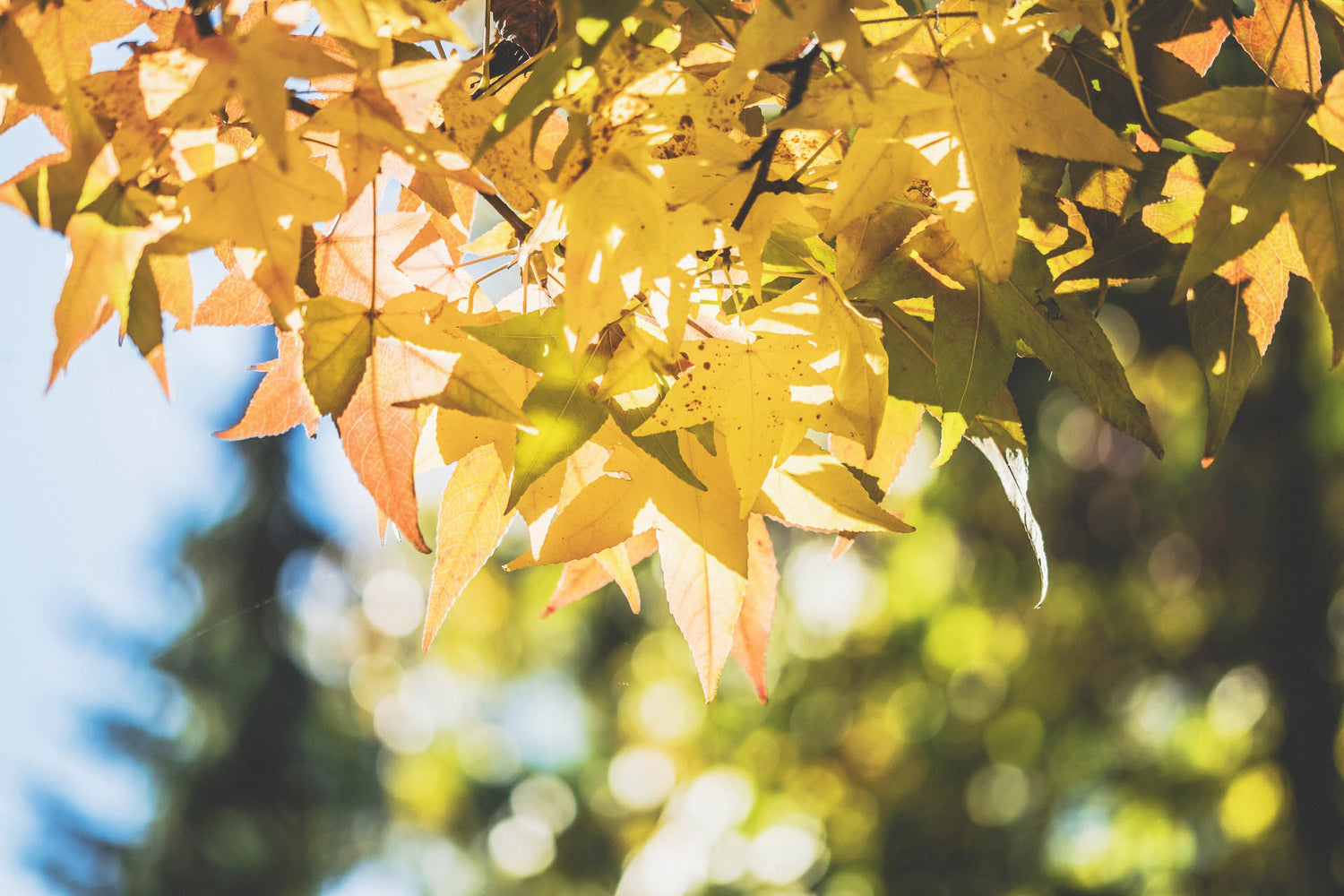 maple leaves in the colours of autumn