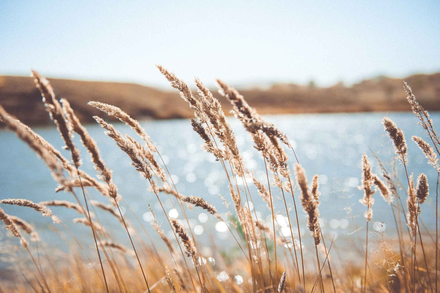 Reeds with the sea in the background