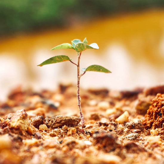 Tree seedling pushing through the surface of the earth