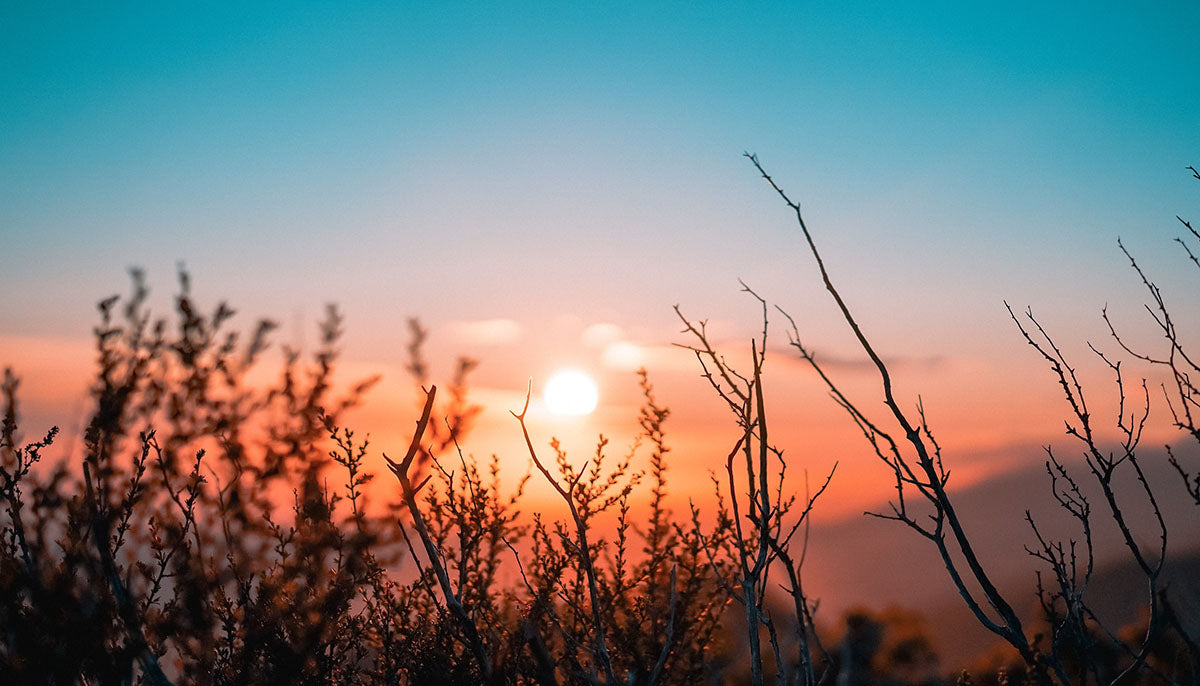 Meadow plants during sunset in autumn