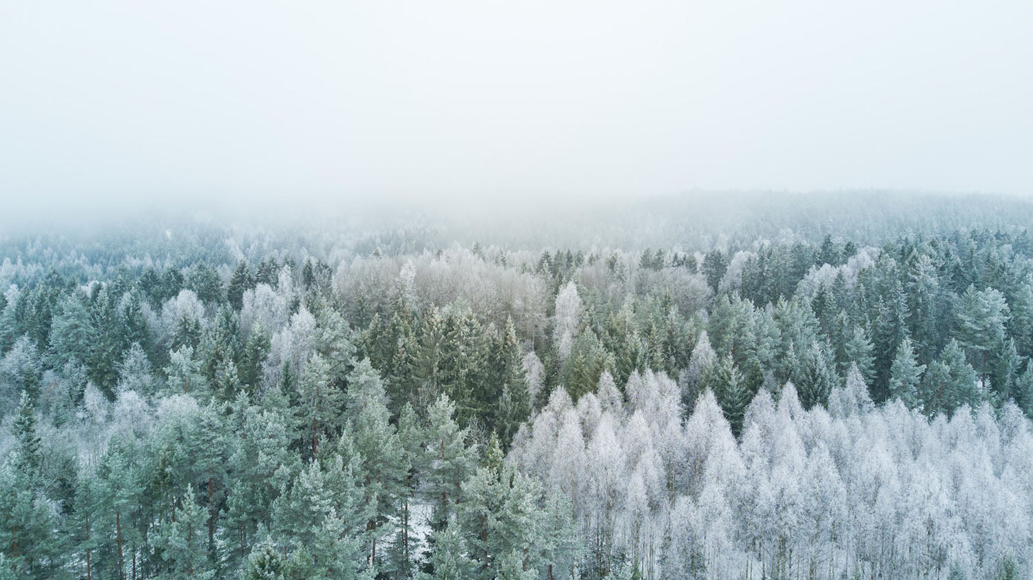 Winter landscape depicting a forest covered by white snow and ice